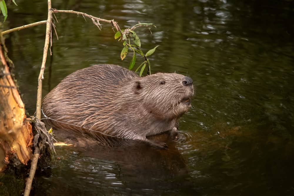 The Beaver