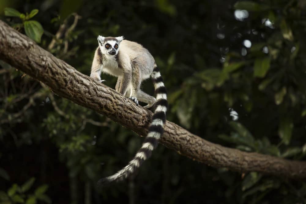 Lemur