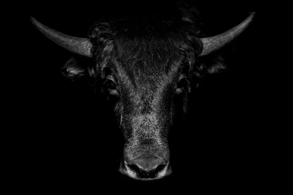 The Bull: Taurus’ Spirit Animal