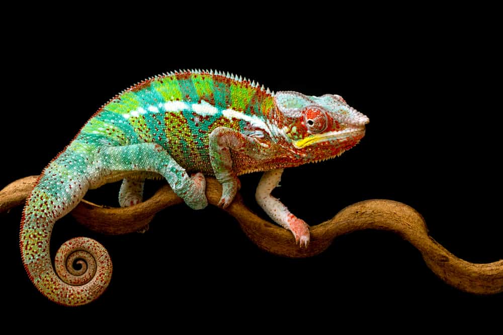 Chameleon