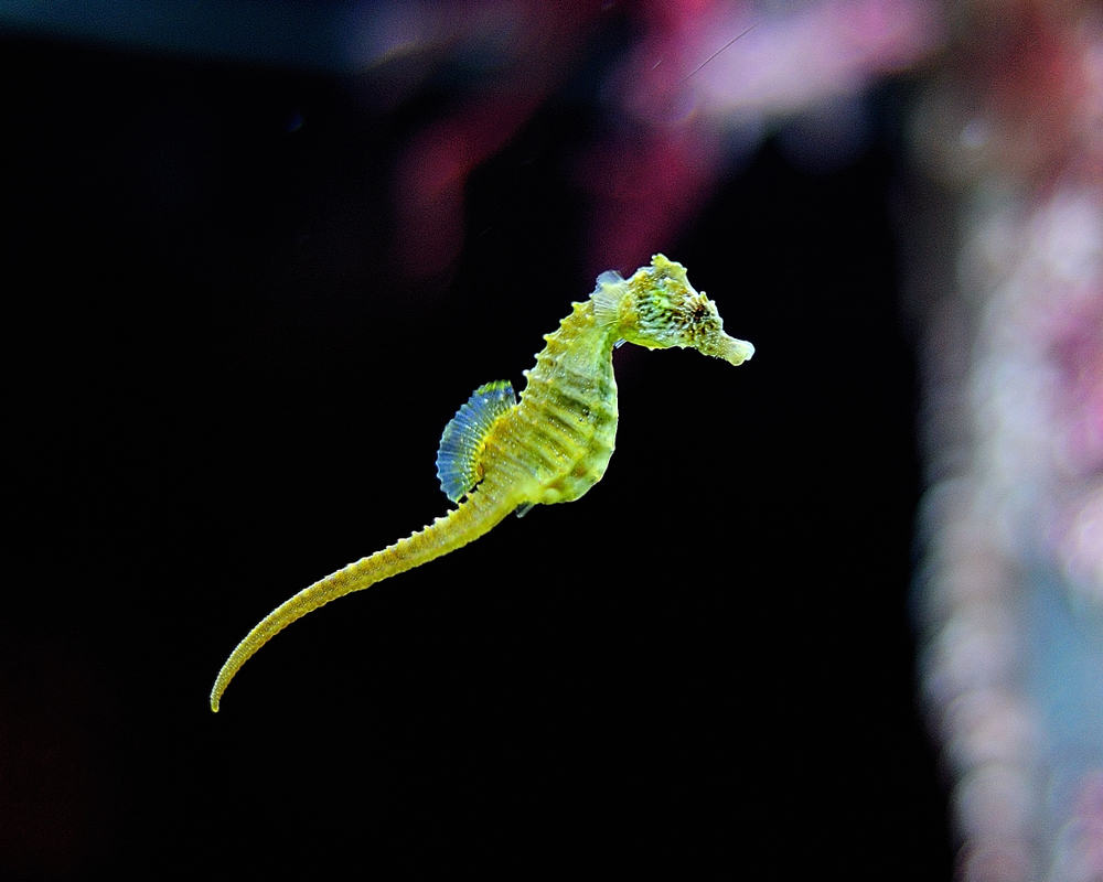 Seahorse