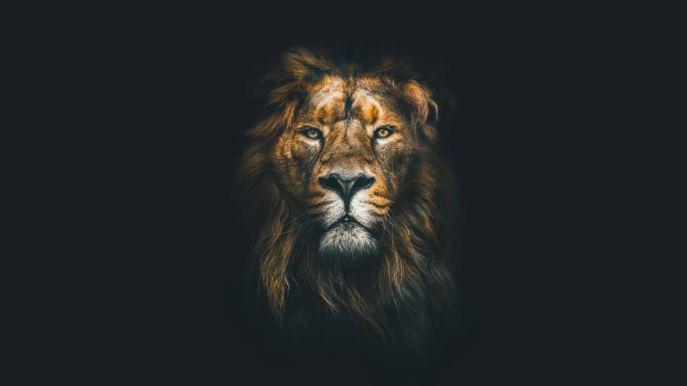 Leo’s Spirit Animal Is A Lion