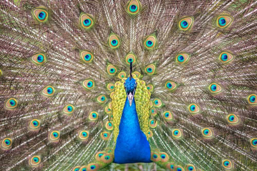 Peacock