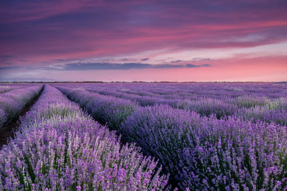 Flower Of The Gemini: Lavender