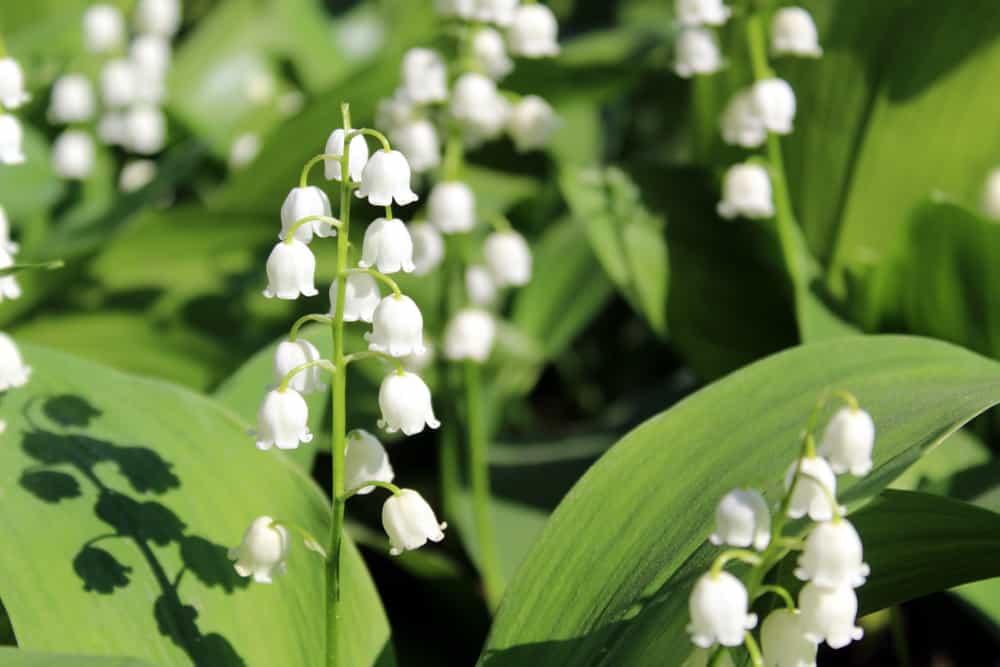 Lily Of The Valley