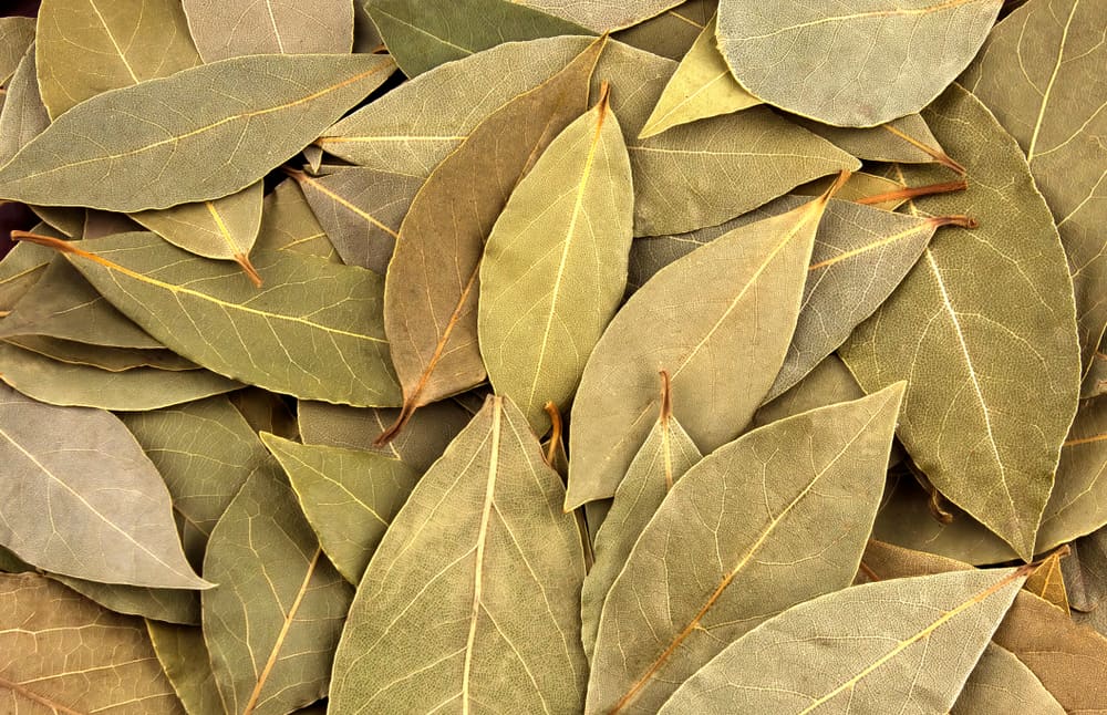 6 Steps To Manifest With Bay Leaves