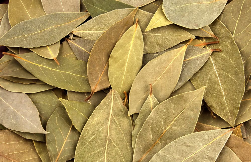 How To Manifest With Bay Leaves (Magical Method) LeadByStars