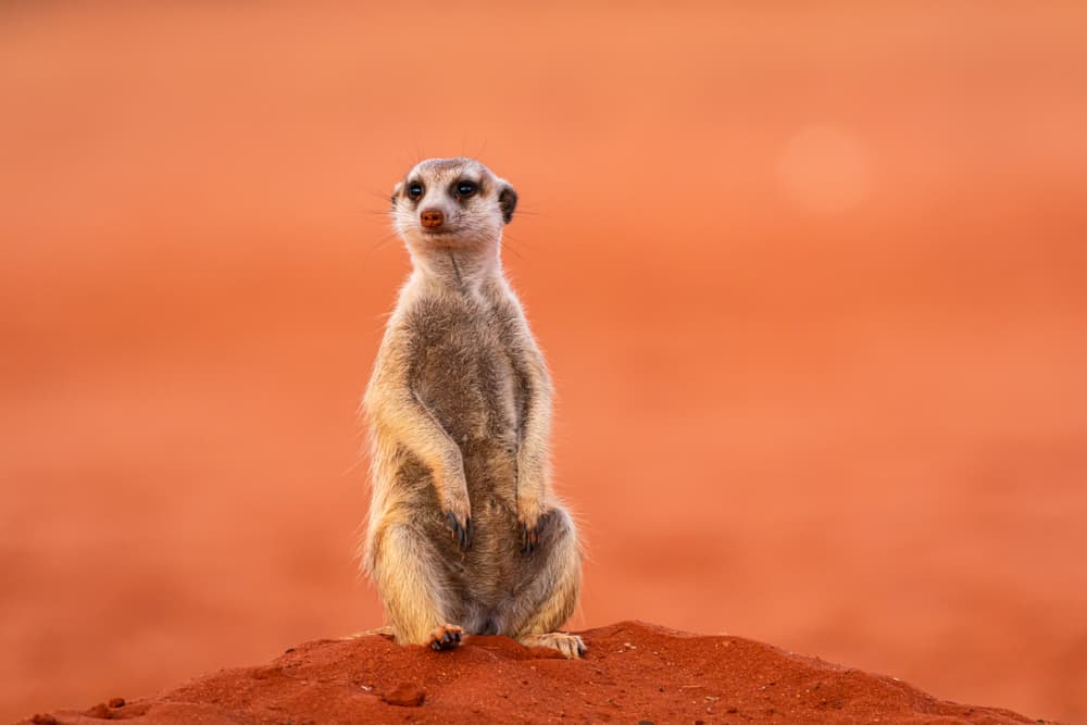 Meerkat