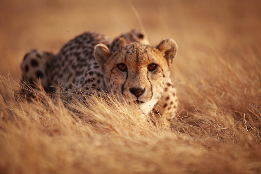 Aries – Cheetah
