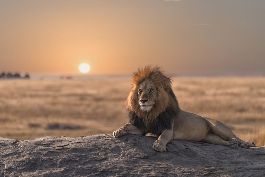 Leo – Lion
