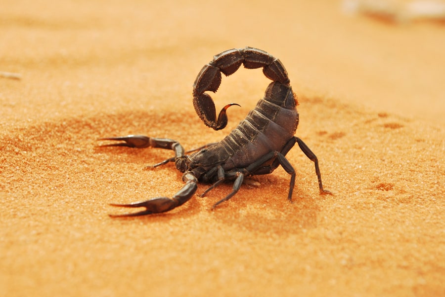 Scorpio – Scorpion